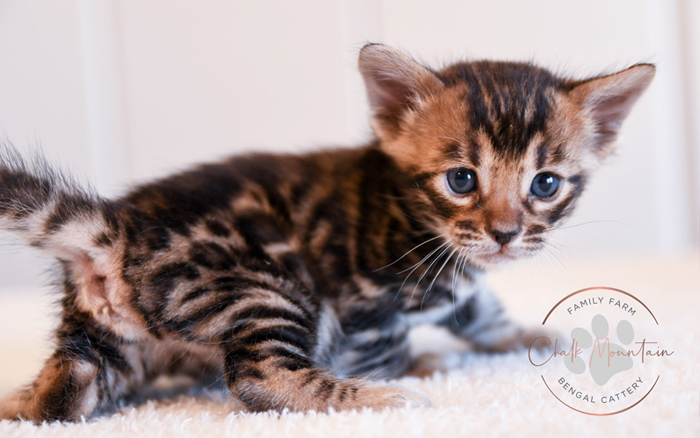 Bengal kitten for sale